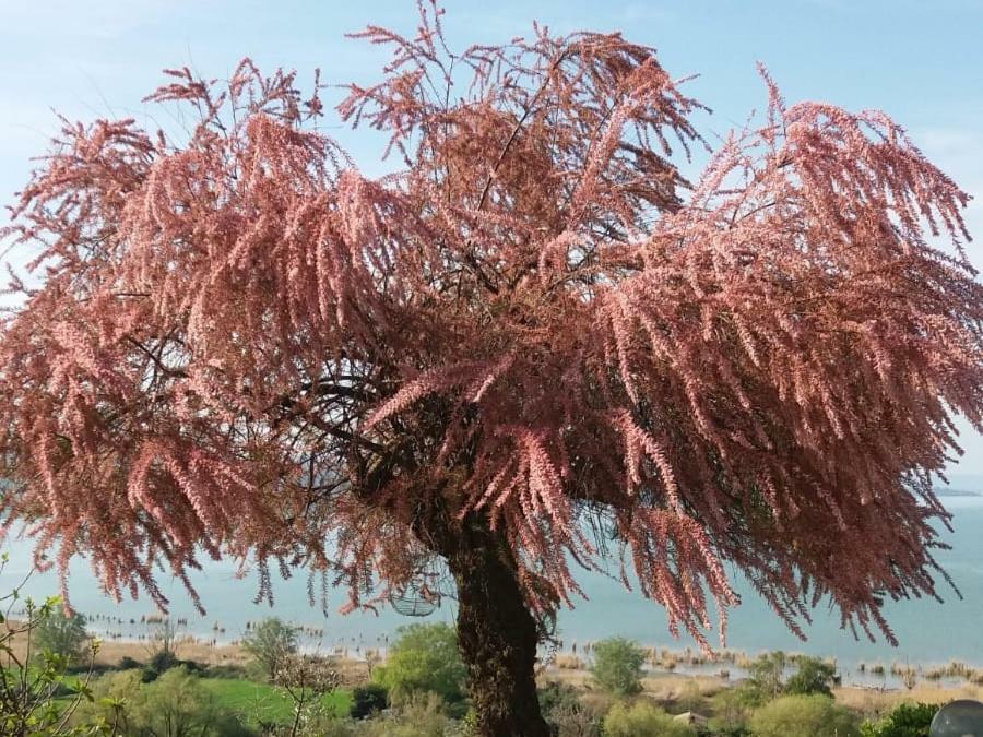 B&B Torre Del Lago Trasimeno Passignano sul Trasimeno Bagian luar foto